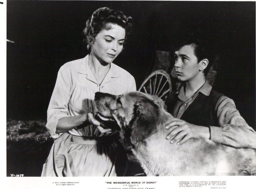 1957.老黄狗 彩色 中字 美国家庭西部冒险 高清 豆瓣8.0 Old.Yeller.BluRay