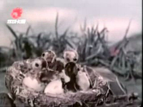 1958.四只小野鸭 彩色 标清