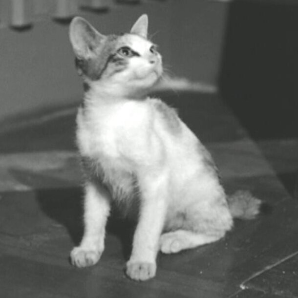 1960.后门.黑白 中字 高清 香港儿童家庭 豆瓣7.3 胡蝶.