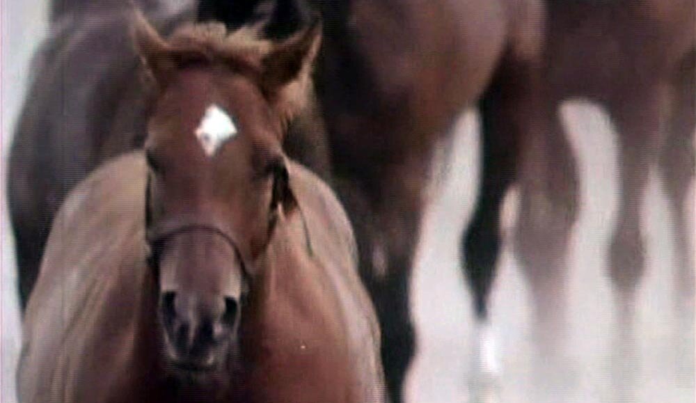1970.马之诗 彩色 中字 标清 日本纪录片 豆瓣6.6 馬の詩 AKA.Song of the Horse AKA.Uma No Uta