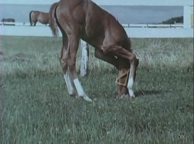 1970.马之诗 彩色 中字 标清 日本纪录片 豆瓣6.6 馬の詩 AKA.Song of the Horse AKA.Uma No Uta