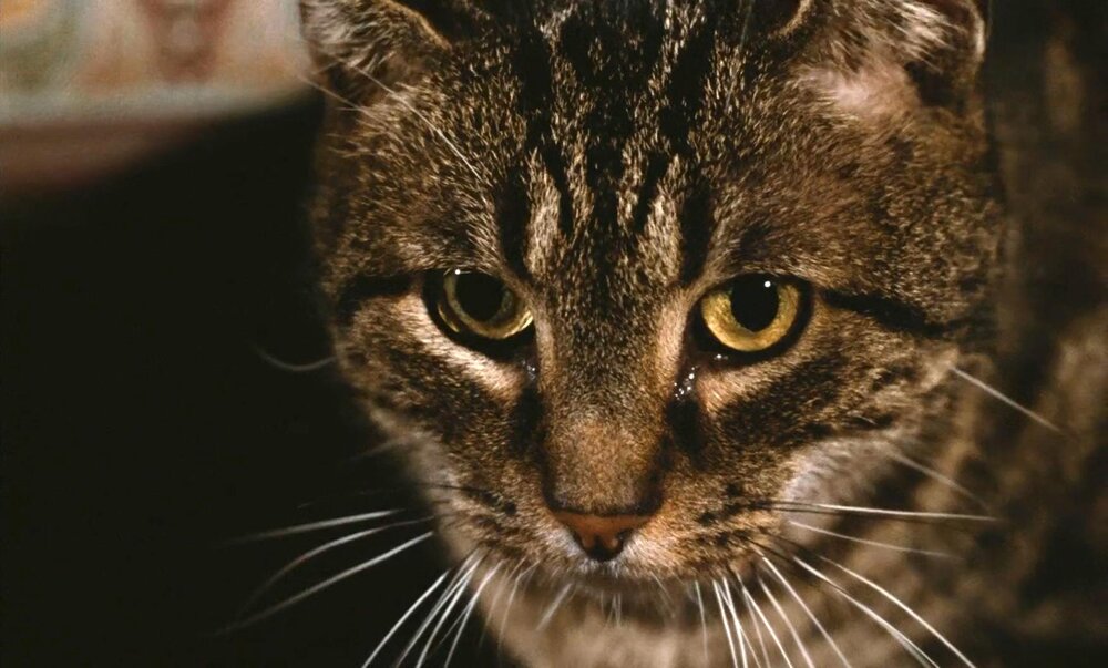 1971.猫 彩色 中字 高清 法意剧情 豆瓣8.5 Le Chat