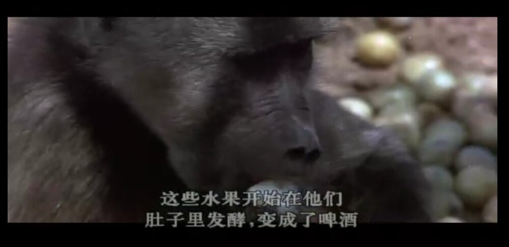 1974.可爱的动物 彩色中字 清晰 南非纪录片喜剧 豆瓣9.5 .Animals.are.beautiful.people