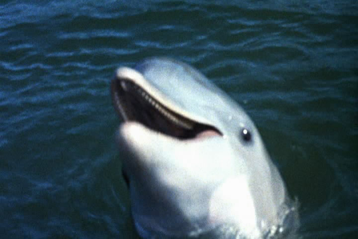 1963.海豚飞宝 彩色 无字 美国冒险家庭 高清 豆瓣无分 Flipper.720p.WEB-DL-AAC2.0.H264