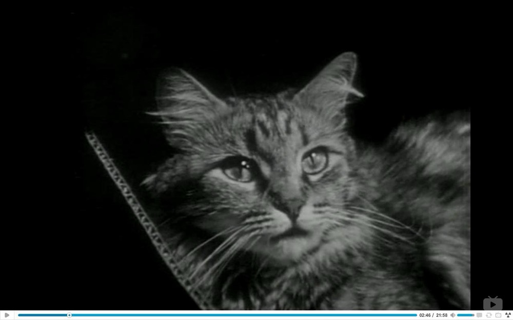 1944.猫的私生活 黑白无字 美国记录短片 高清 豆瓣8.3 The.Private.Life.of.a.Cat